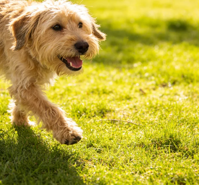 Experience: What Real Dog Owners and Reviews Say