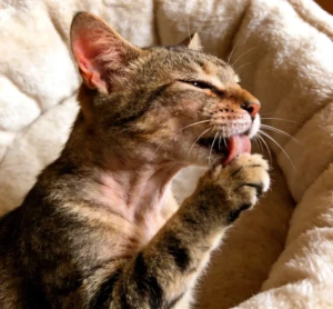 What Are Signs of Food Allergies in Cats? A Vets Guide to Symptoms & Solutions