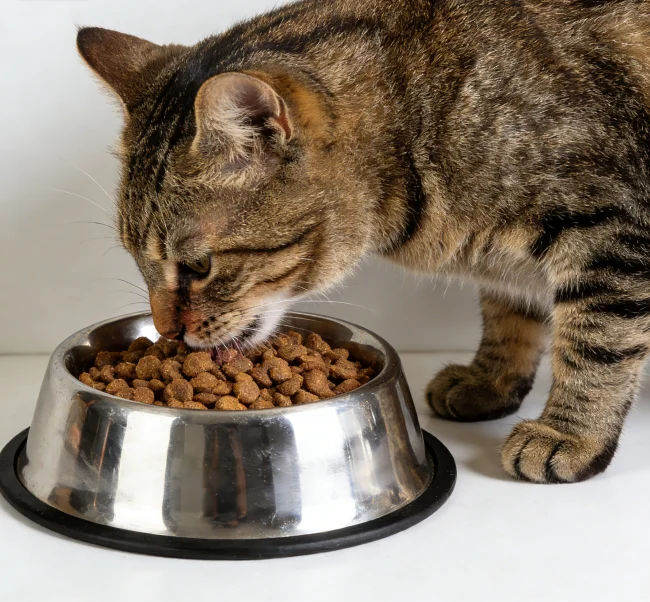 Special Dietary Considerations for Common Health Issues