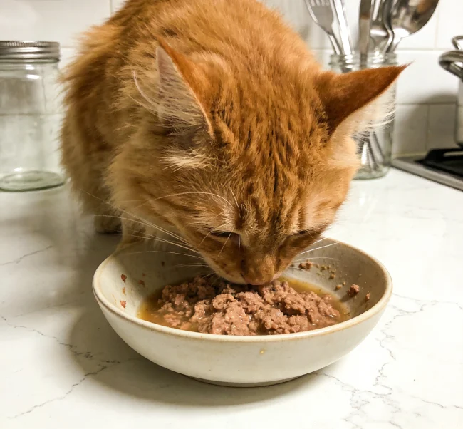 Which Brand of Wet Cat Food Is the Healthiest? A 2026 Vet-Approved Guide